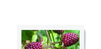 Colada morada: de bebida ritual a alimento funcional