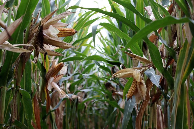 Plaguicidas usados en la producción de maíz alteran células y el ADN