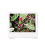 Thibaudia shagmiana: Una nueva joya botánica de la Cordillera del Cóndor