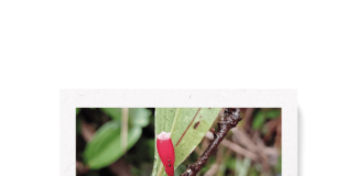 Thibaudia shagmiana: Una nueva joya botánica de la Cordillera del Cóndor