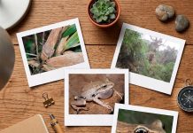 Tres nuevas especies descubiertas entre el bambú andino